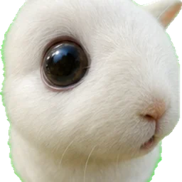 Closeup