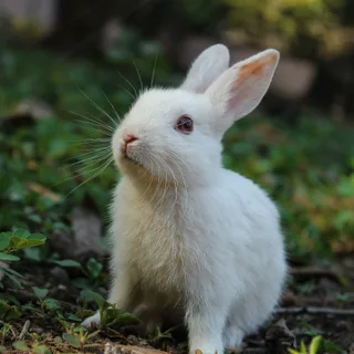 Source photo for Bunny